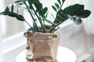 plant